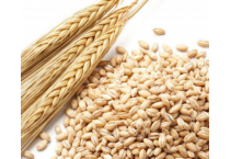 Orzo